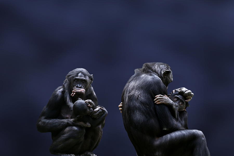 Bonobo Mothers And Babies Photograph by © Debi Dalio