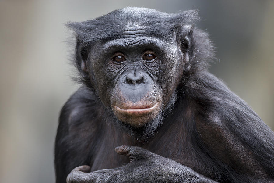 Bonobo Photograph by San Diego Zoo