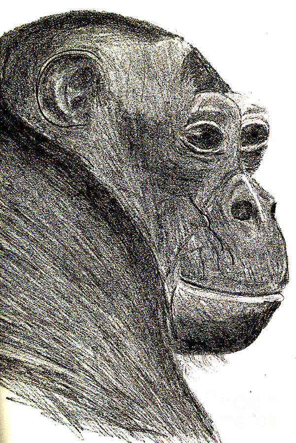 Bonobo Drawing by Sandy McIntire