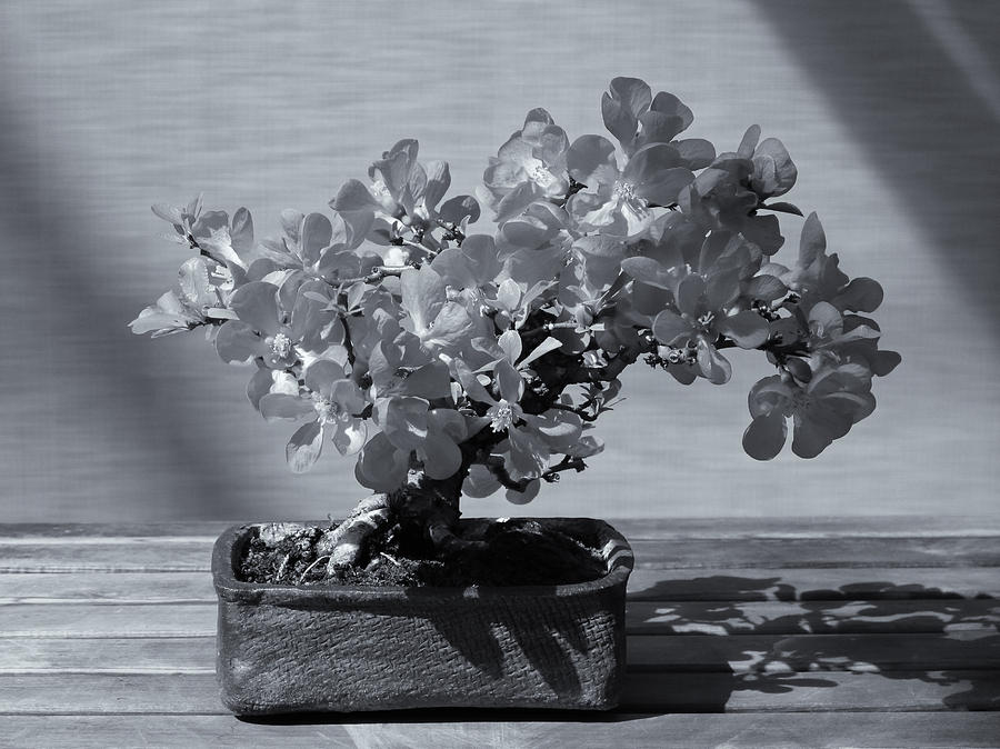 Bonsai and Shadow mono Photograph by Rachel Cohen