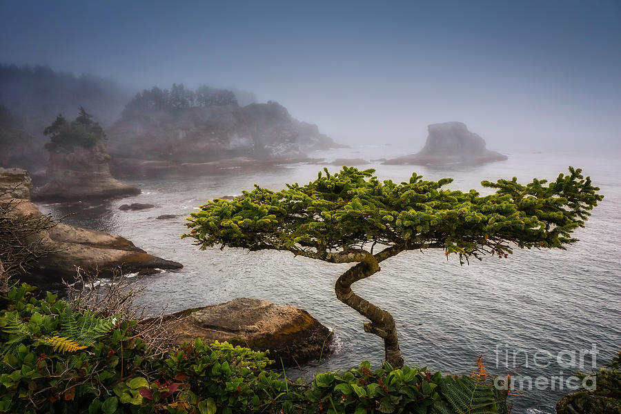Bonsai Photograph by Carrie Cole