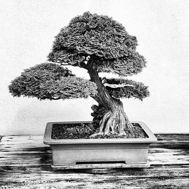 Bonsai In Black And White Photograph by Reid Nelson