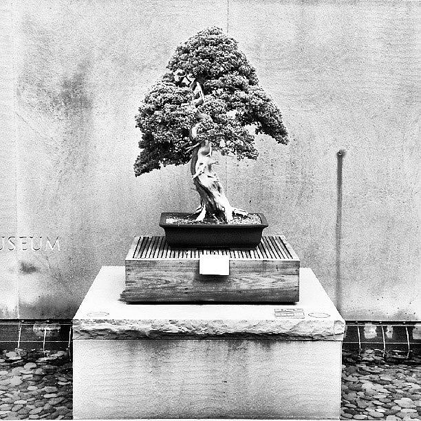 Bonsai In Black And White. Which Do You Photograph by Reid Nelson