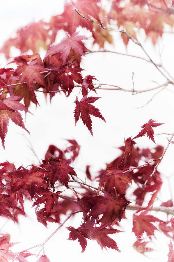Bonsai Japanese Maple Photograph By Tim Gainey