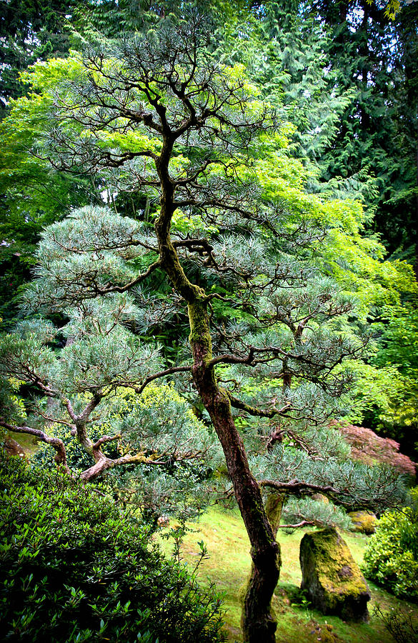 Bonsai Tree Photograph by Athena Mckinzie