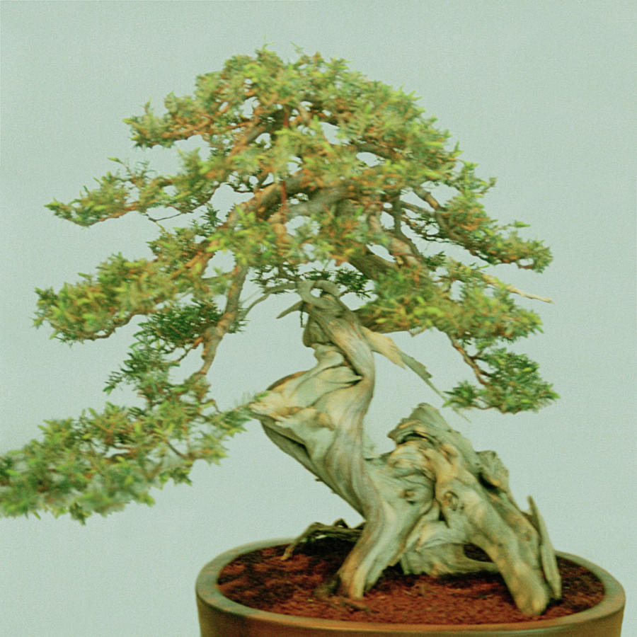Bonsai Tree Photograph by Science Photo Library Bonsai Tree Photograph by Science Photo Library