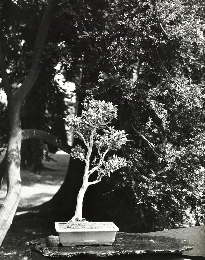 Bonsai Tree Photograph by Pedro E. Guerrero