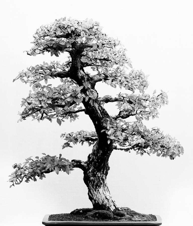 Bonsai Tree Photograph by Sebastian Musial