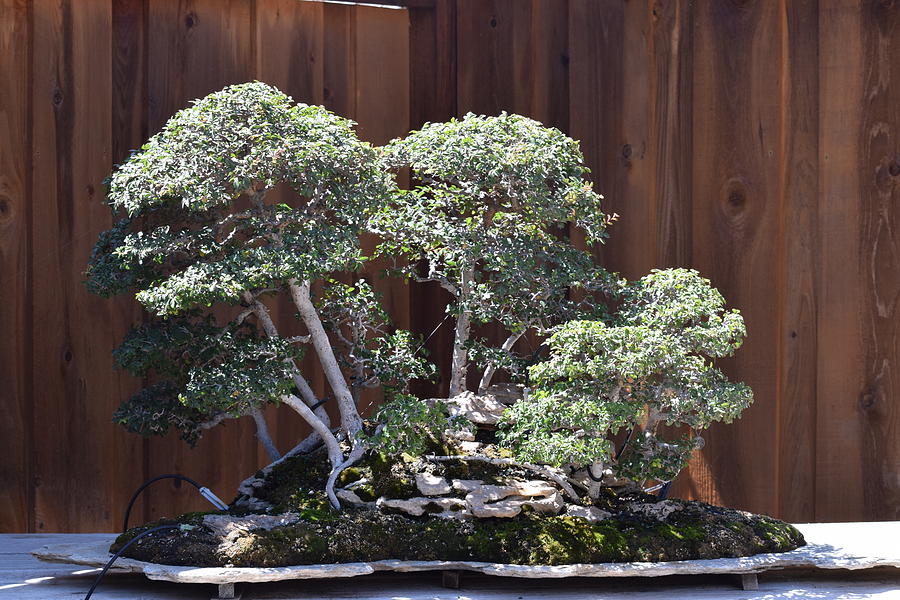 Bonsai Tree Photograph