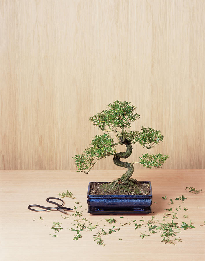 Bonsai tree with trimmings and clippers Photograph by Peter Dazeley