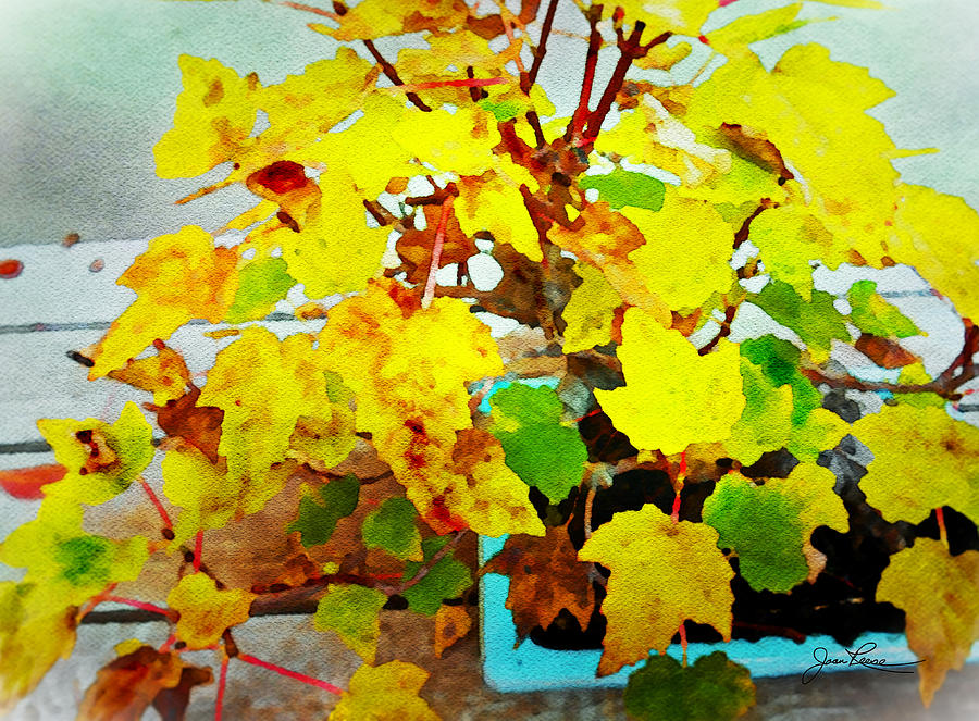 Bonsai Tree with Yellow Leaves Painting by Joan Reese
