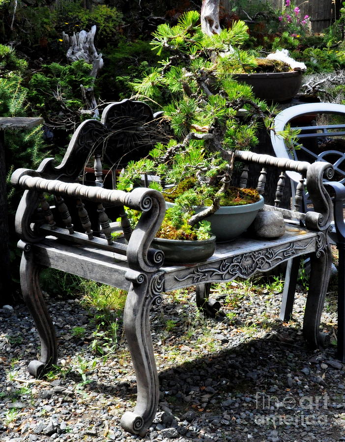 Tree Photograph - Bonsai Trees on the Vintage Bench by Tatyana Searcy