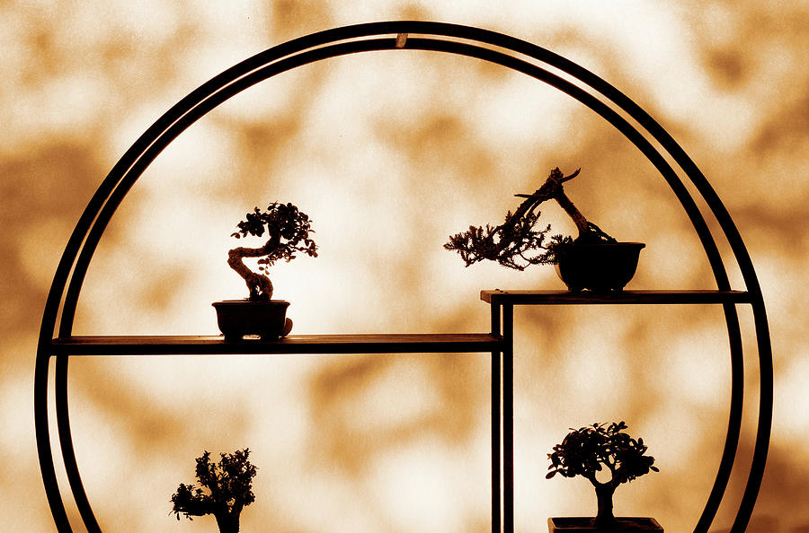 Bonsai Trees Photograph by Rob Atkins Bonsai Trees Photograph by Rob Atkins