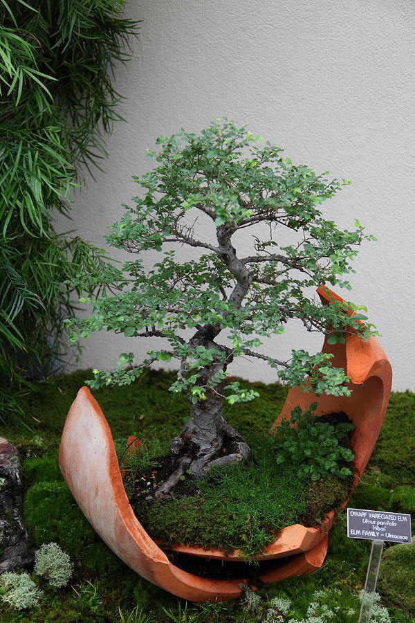 Garden Photograph - Bonsai Treet - US Botanic Garden - 01138 by DC Photographer