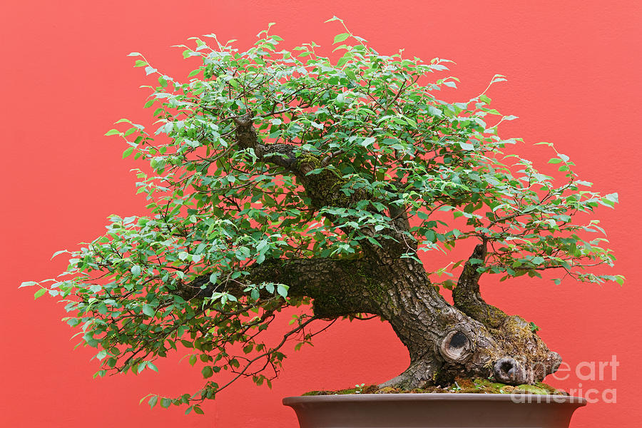 bonsai Zelkova tree Photograph by Antonio Scarpi