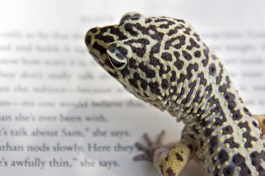 Book Lizard Photograph by Sue Cullumber