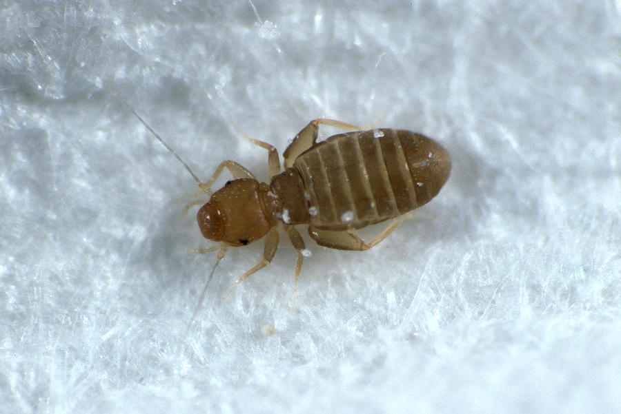 Booklouse Photograph by Nigel Cattlin - Fine Art America