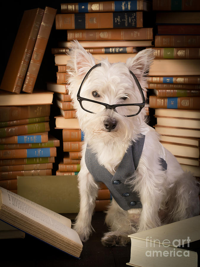 Bookworm Dog Photograph by Edward Fielding