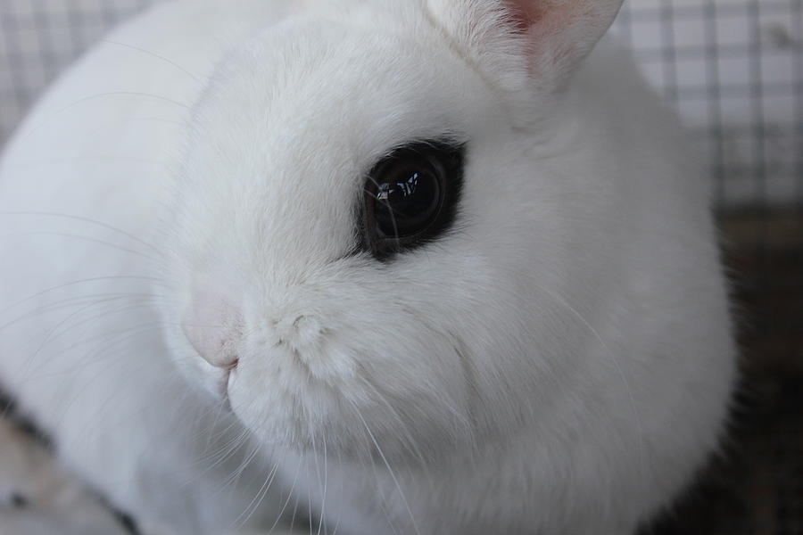 Rabbit Photograph - Boomie by Kristina Davis
