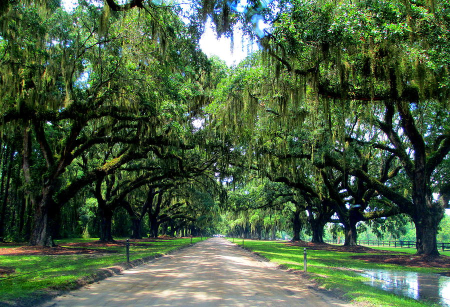 Boone Hall Oak Allee Photograph by Randall Weidner