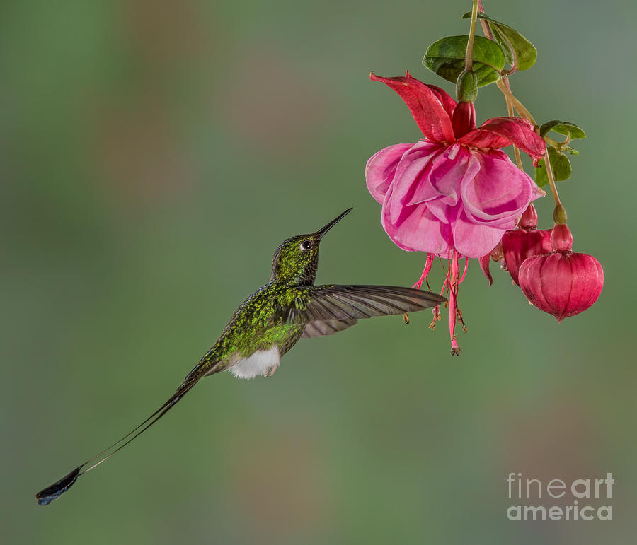 Booted Rackettailed Hummingbird No 1 Photograph by Jerry Fornarotto
