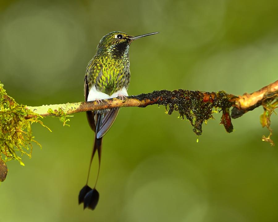 Hummingbird Photograph - Bootstraps by Tony Beck