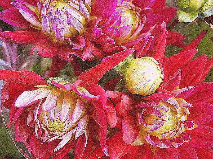 Flower Photograph - Boquet of Dahlias by Alvin Glass