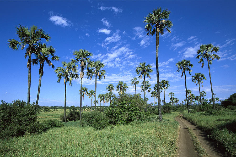 Borassus Palm Along Dirt Road  Tanzania Photograph by Konrad Wothe