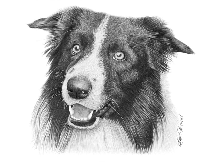 Border Collie 030 Drawing by Abbey Noelle