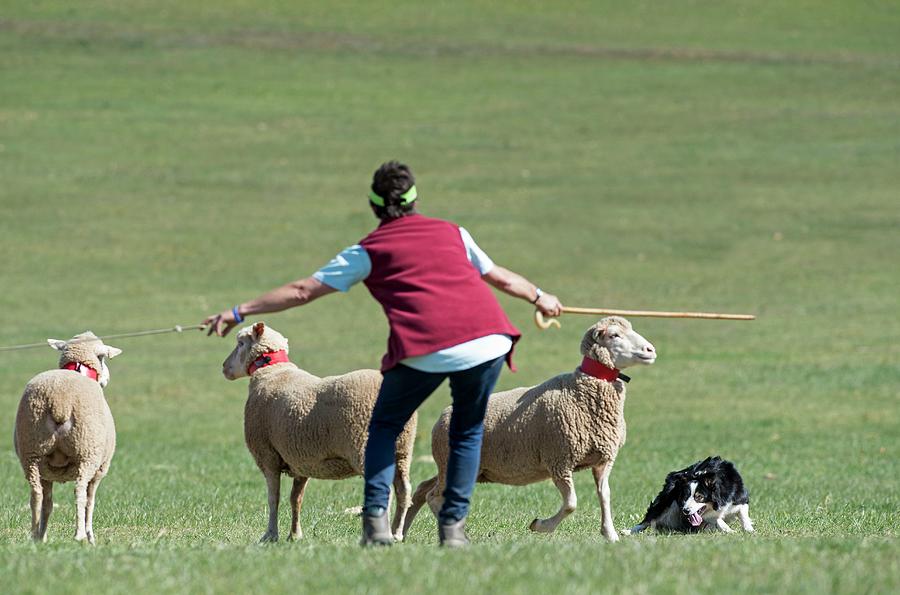 Border Collie And Handler With Sheep Photograph by Tony Camacho/science Photo Library
