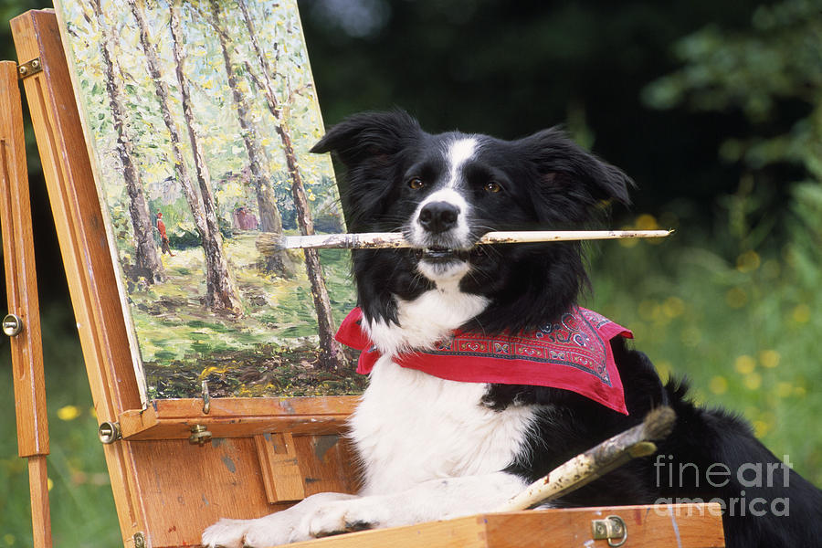 Border Collie At Painting Easel Photograph by John Daniels
