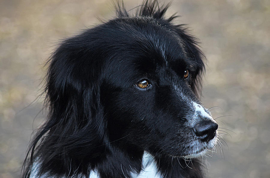 Border Collie Photograph by Camille Lopez