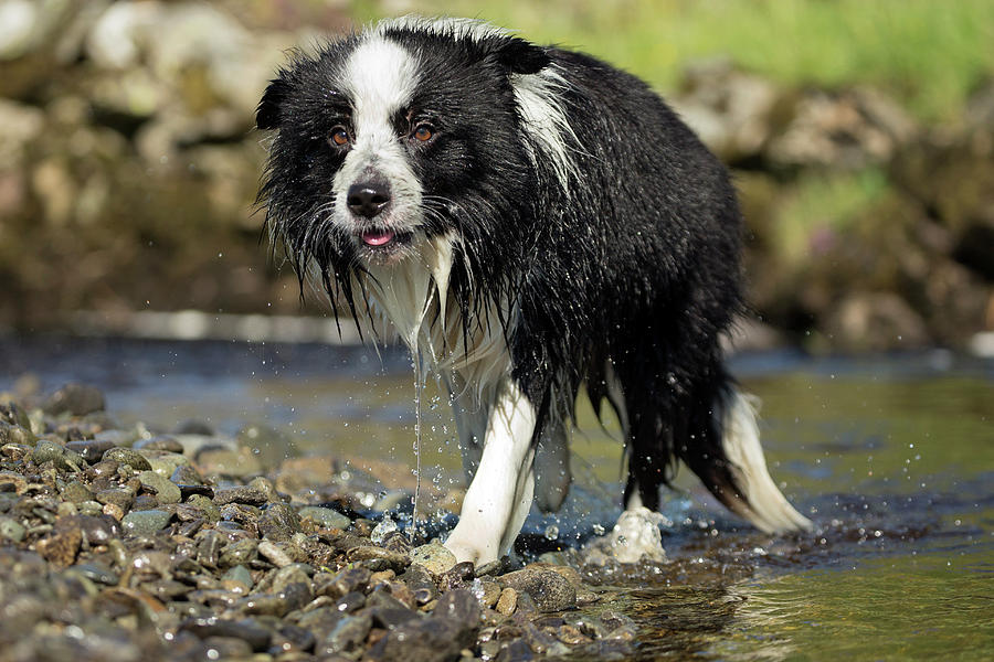Border Collie Dripping Wet After Swimming Photograph by Simon Booth