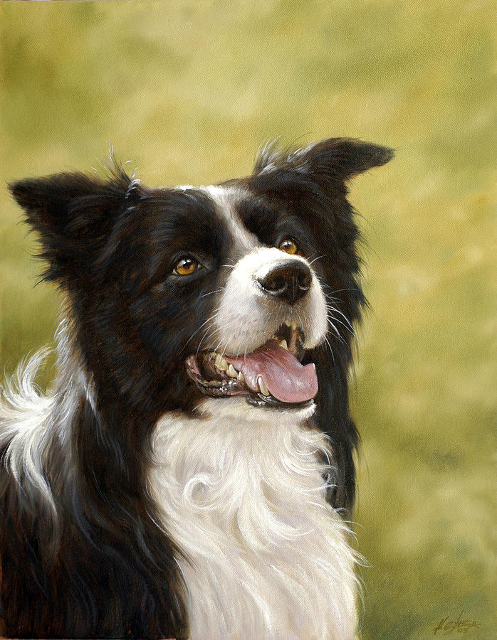 Border Collie head study Painting by John Silver