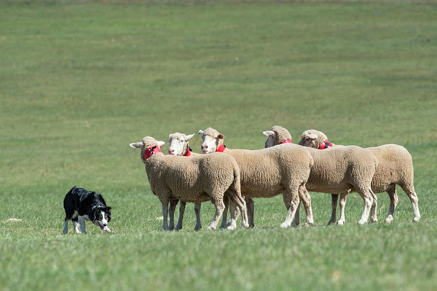 Animal Photograph - Border Collie Herding Sheep by Tony Camacho/science Photo Library