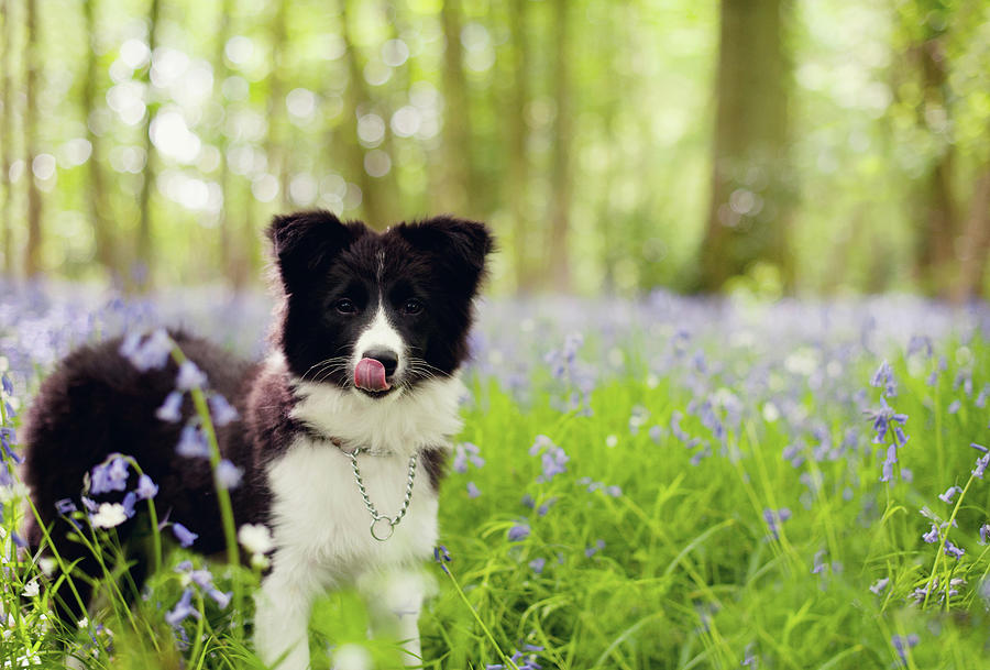 Border Collie In A Bluebell Wood Photograph by Images By Christina Kilgour