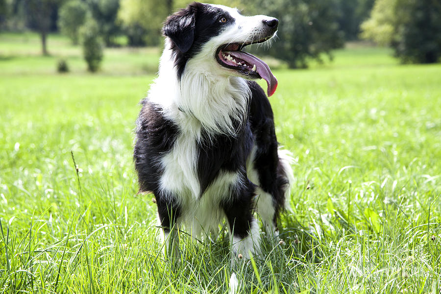 Border Collie in the nature Photograph by Gina Koch
