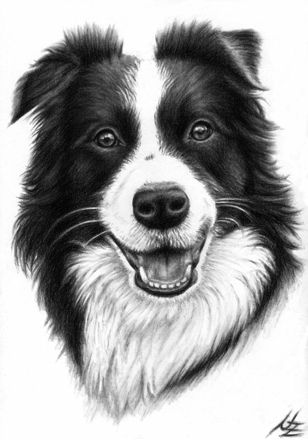 Border Collie Drawing by Nicole Zeug