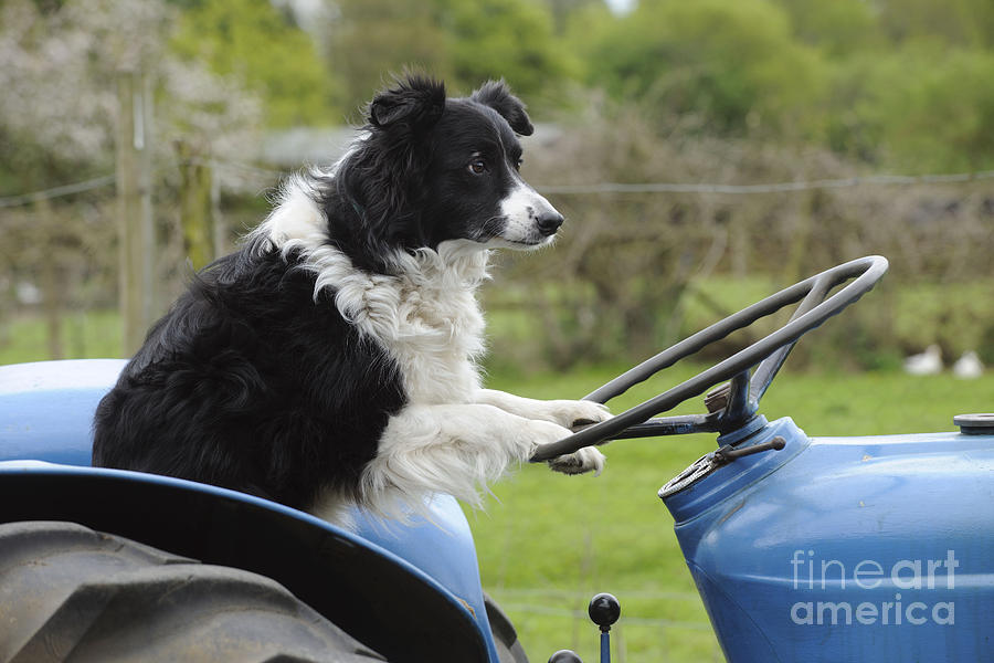 Border Collie On Tractor Photograph by John Daniels