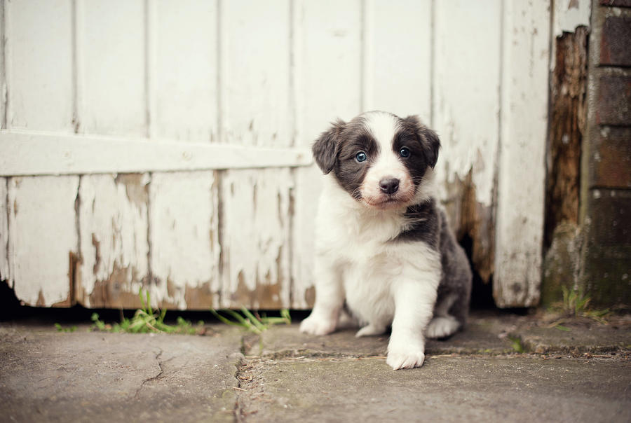 Border Collie Puppy Photograph by Images By Christina Kilgour