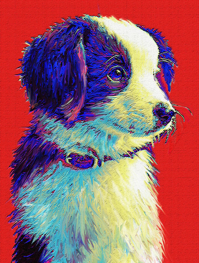 Dog Digital Art - Border Collie Puppy by Jane Schnetlage