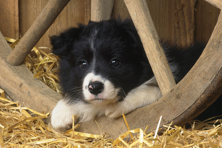 Border Collie Puppy Photograph by John Daniels