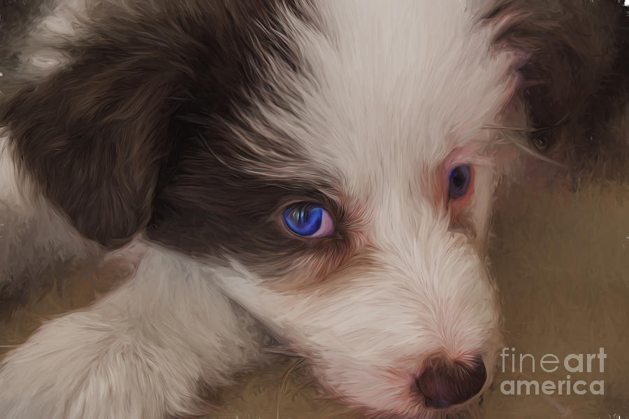 Border collie puppy Photograph by Sheila Smart Fine Art Photography