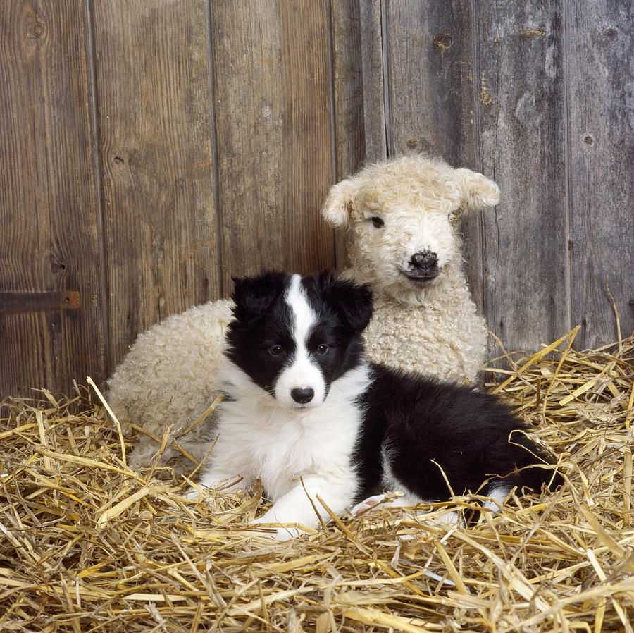 why would a border collie sit on a baby sheep