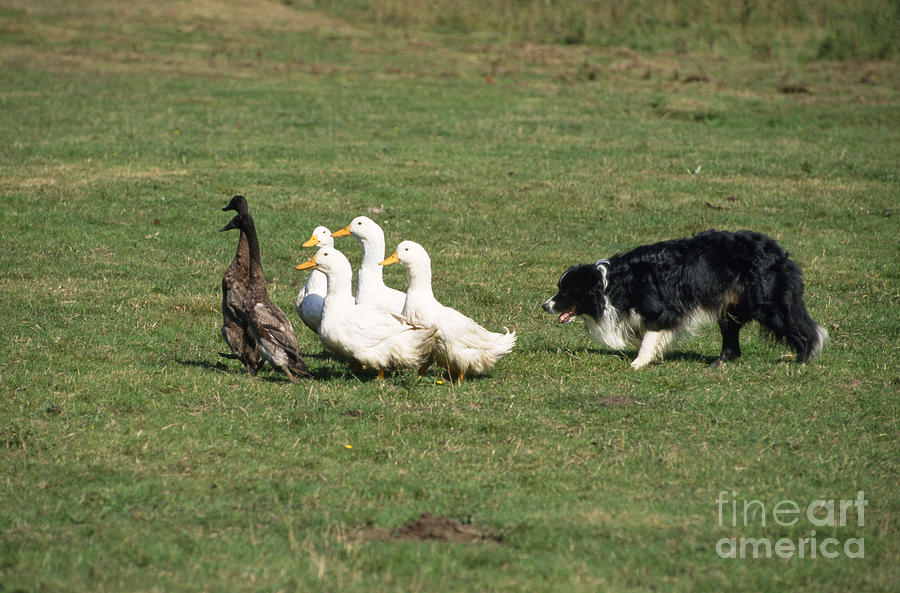 Border Collie Rounding Up Ducks Photograph by John Daniels