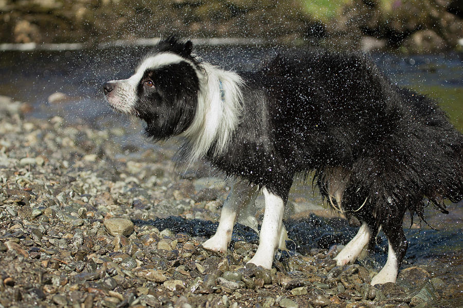 Border Collie Shaking Dry After Swimming Photograph by Simon Booth