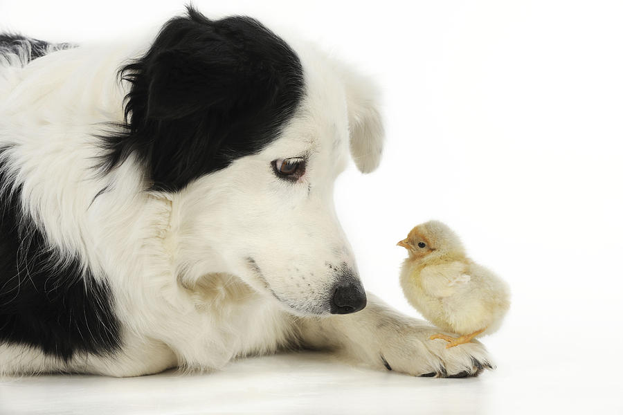 Border Collie With Chick Photograph by John Daniels