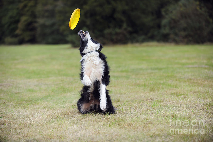 border collie frisbee