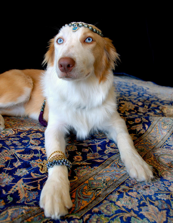 Border Collie With Jewelry Photograph by Newman & Flowers