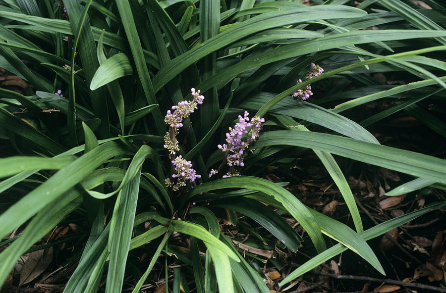 Border Grass Flowers (liriope Muscari) Photograph by Sally Mccrae Kuyper/science Photo Library